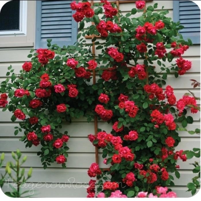 tanaman mawar rambat bunga merah // mawar rambat