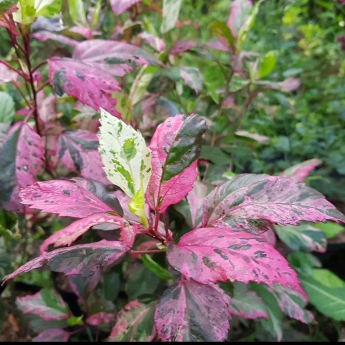 Tanaman hias bunga sepatu daun merah 1m