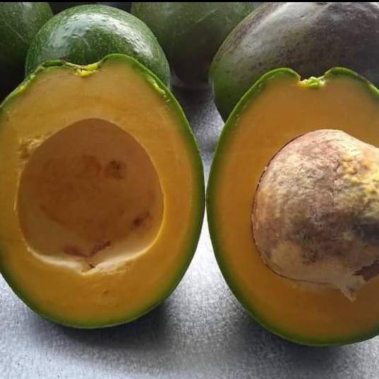 Glx alpukat miki 1kg / alpukat mentega super premium