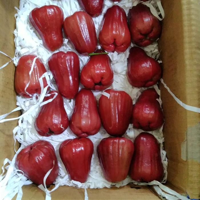 

Glx Jambu air jambu air merah jambu air super jambu air premium -1kg