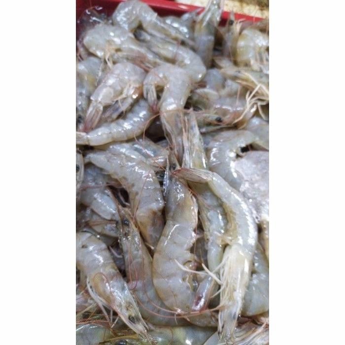

Gdh udang vaname tanggung 500gr