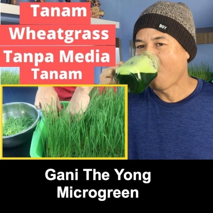 BENIH WHEATGRASS