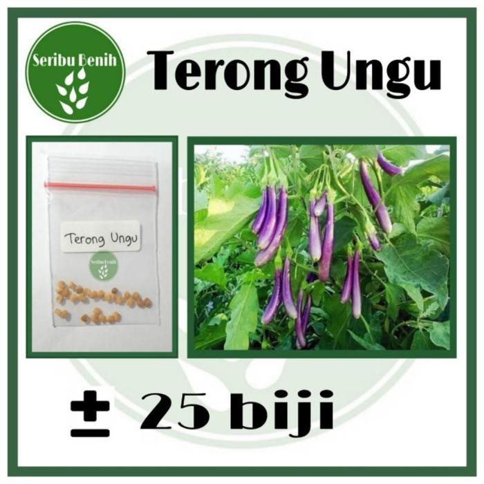 25 Benih Unggul Terong Ungu Panjang - Bibit Terong Repack Unggul [ SERIBU ]