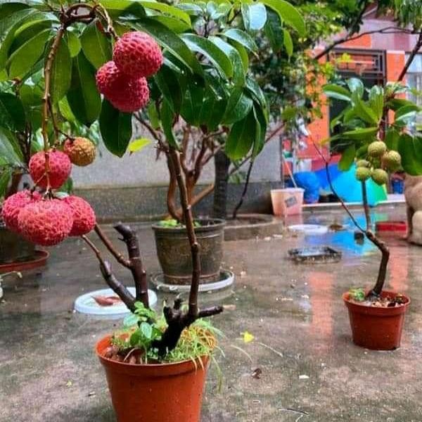 bibit leci merah cangkok batang besar