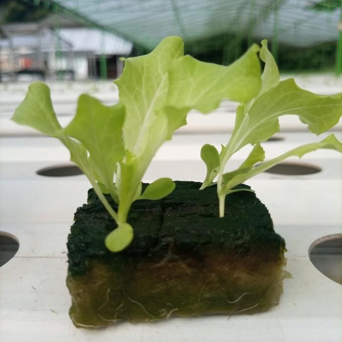 WLCMe Bibit Sayur Hidroponik Siap Tanam
