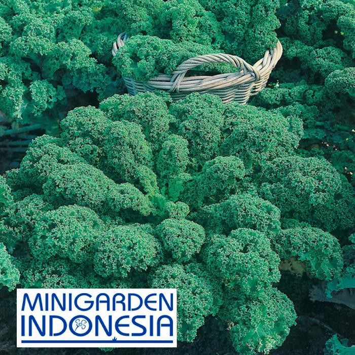 Benih Kale Drawft Green Curled ECER 25BIJI F1 Mr Fothergills bibit tanaman sayur sayuran hidroponik