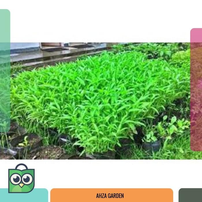 Benih Kangkung Sayuran Hidroponik Hijau Unggul - Bibit Tanaman Sayur