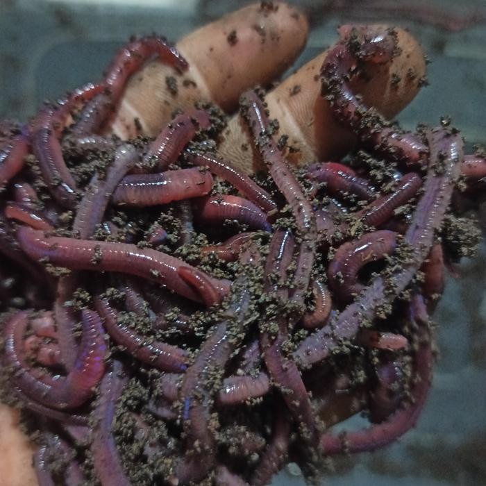 cacing tanah lumbricus *