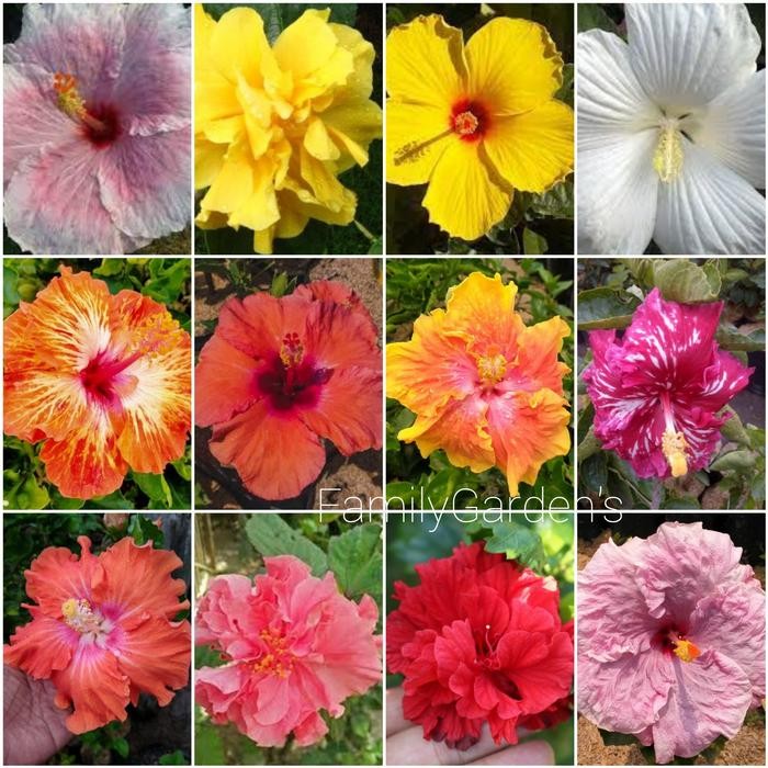 Tanaman Bunga Sepatu / Bunga Hibiscus Tumpuk Bangkok *