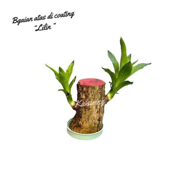 

[Fresh] Sudah Tumbuh The Brazilian Wood Tanaman Hias Indoor Unik Bonsai Dracaena Fragrance Kukuring