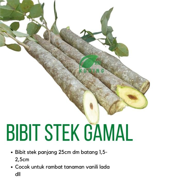 

[Fresh] Bibit stek pohon gamal khusus untuk rambatan vanili dan lada - murah