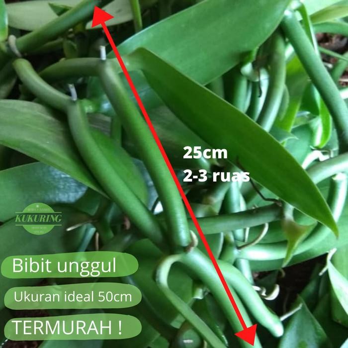 

[Fresh] Bibit stek vanili / vanilla / panili unggul jenis planipolia