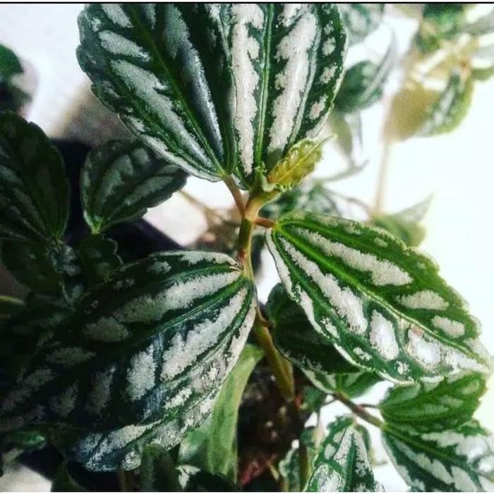 

[Fresh] pilea cadierei / Tanaman hias indoor aluminum plant