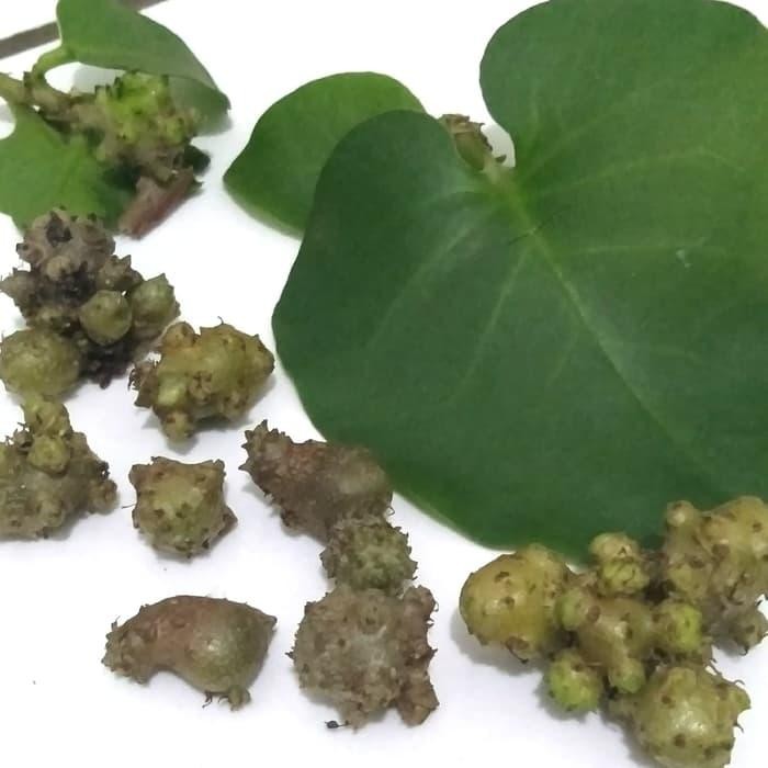 

[Fresh] Terlaris umbi binahong/bibit binahong/benih binahong
