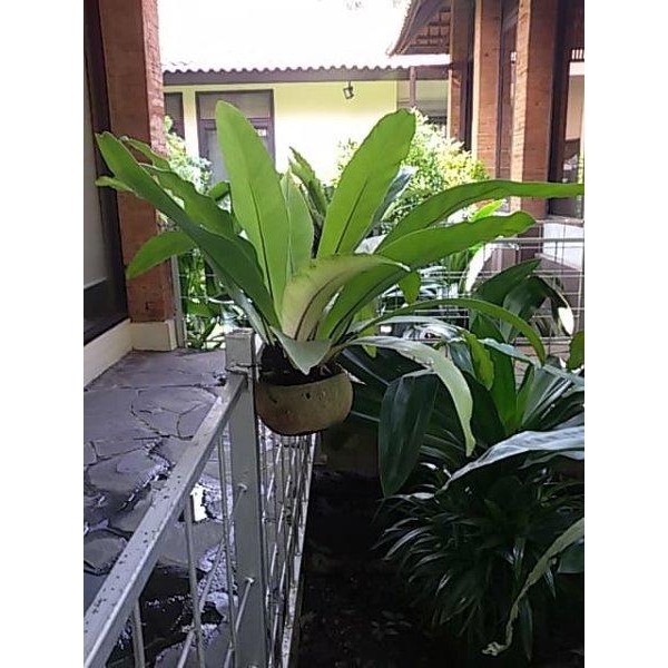 

[Fresh] Tanaman hias Kadaka gantung 2