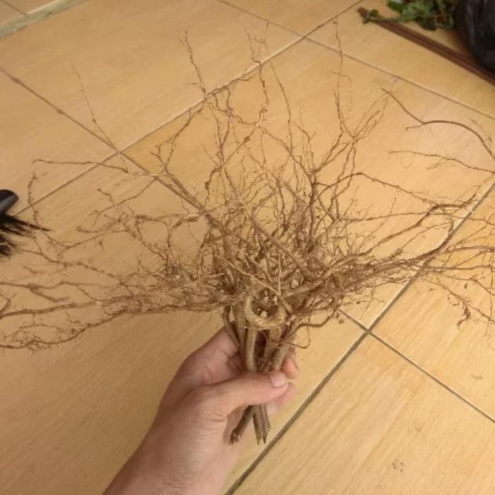 

[Fresh] AKAR KAYU SENGGANI UNTUK AQUASCAPE