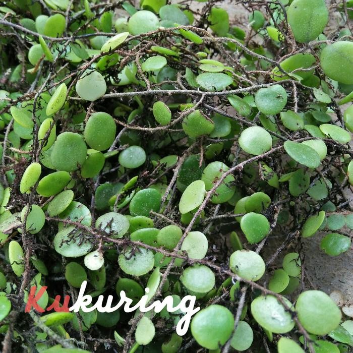 

[Fresh] SISIK NAGA SEGAR ATAU PICISAN SISIKNAGA