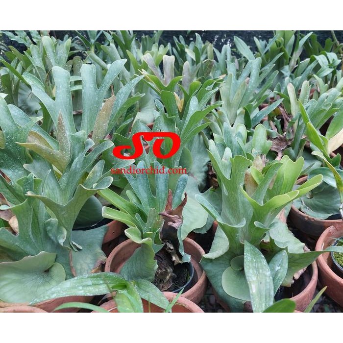 [ REMAJA ] PLATYCERIUM WANDAE SANG RATU TANDUK RUSA DARI PAPUA