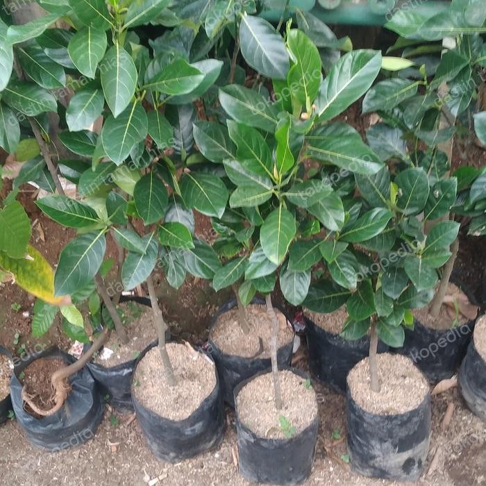 BIBIT NANGKA MERAH TINGGI 1 METER OKULASI