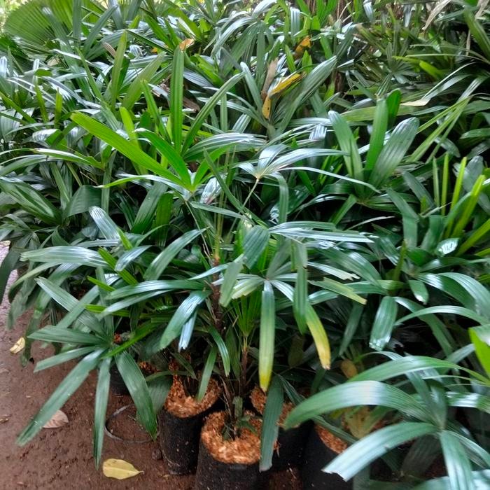 TANAMAN HIAS PALEM WAREGU RIMBUN/3 BATANG