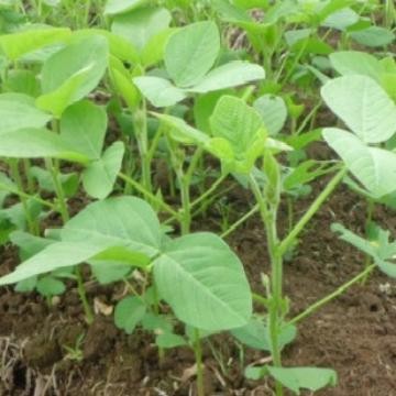 TANAMAN EDAMAME TANAMAN KACANG EDAMAME TANAMAN KEDELAI JEPANG