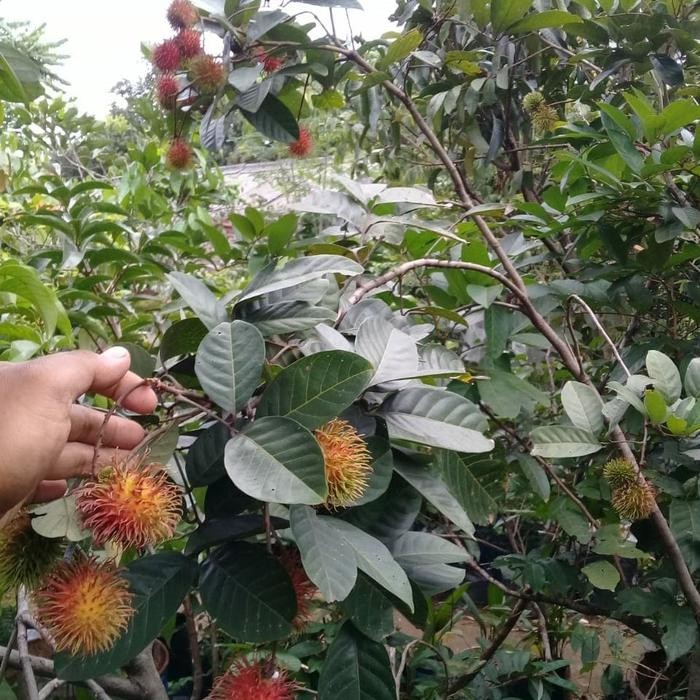 POHON BUAH RAMBUTAN BINJAI SUDAH BERBUAH.
