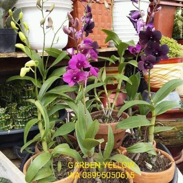 ANGGREK DENDRO / SUDAH BERBUNGA / ANGGREK DEWASA