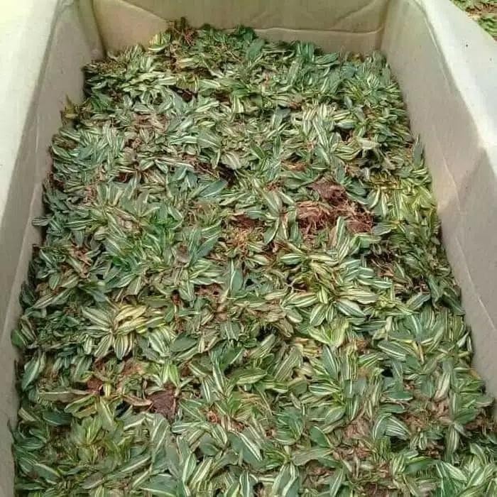 RUMPUT GAJAH MINI VARIGATA