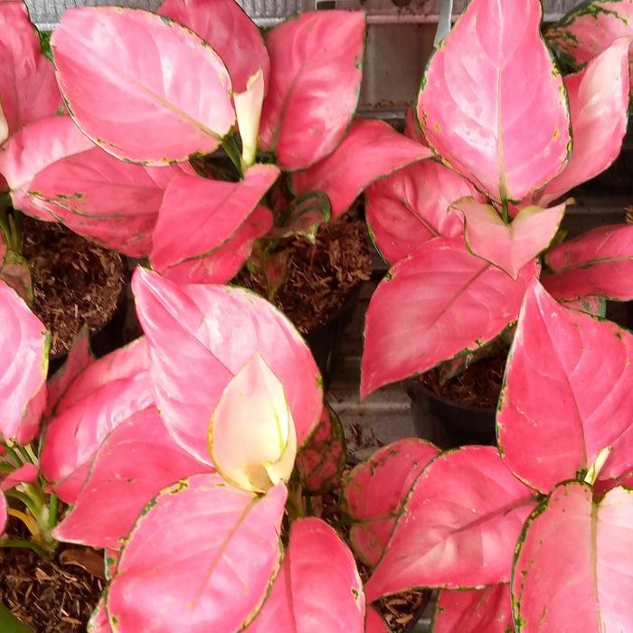 TANAMAN AGLONEMA PINK KATRINA/TANAMAN HIAS/ AGLONEMA PINK KATRINA