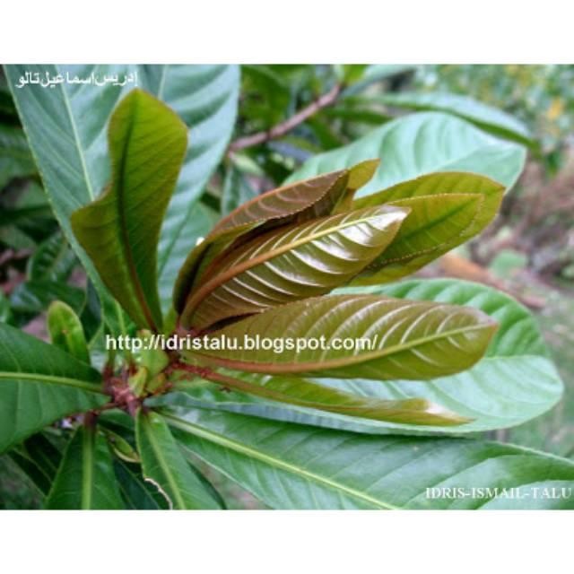 

ASLI Daun pucuk putat 1kg segar siap petik makanan khas sunda READY STOCK