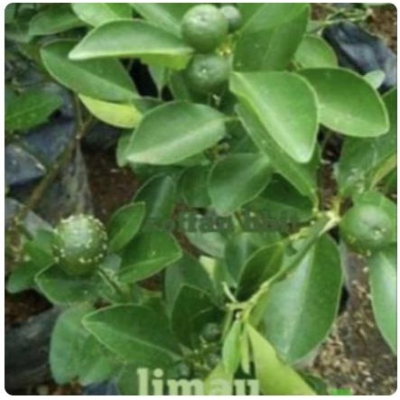 Bibit Tanaman Jeruk Limau Hijau // Jeruk limau