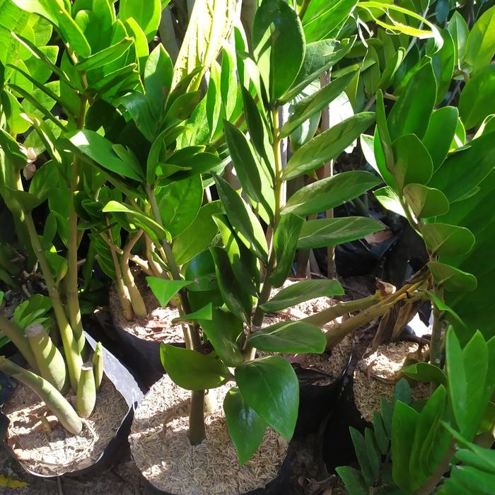 tanaman zz plant