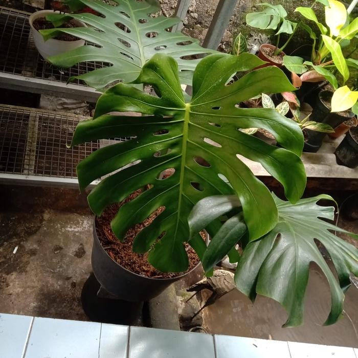 monstera king deliciosa gaint asli