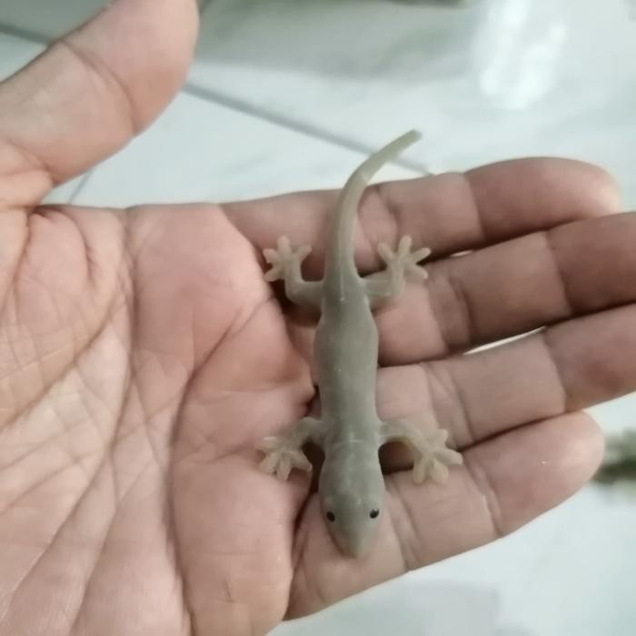 Mainan Cicak Abu Abu Mirip Asli Kode 782