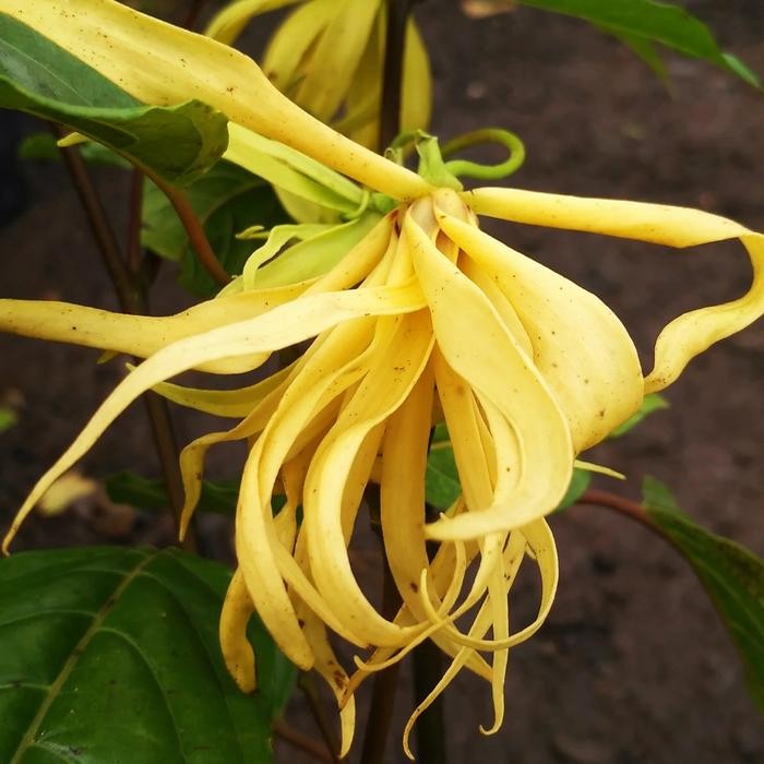 Bibit Tanaman Bunga Kenanga Pohon Bunga Kenanga