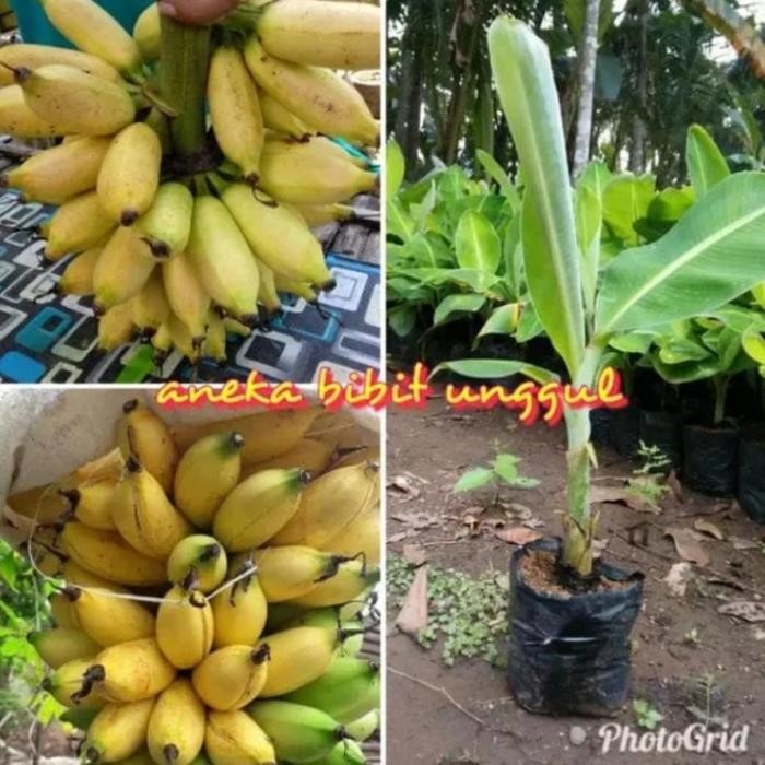 bibit tanaman buah pisang mas / pohon buah pisang emas bibit unggul