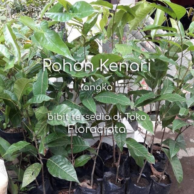 Pohon Kenari Bibit Tanaman Buah Kenari Bumbu Rempah Dapur Herbal
