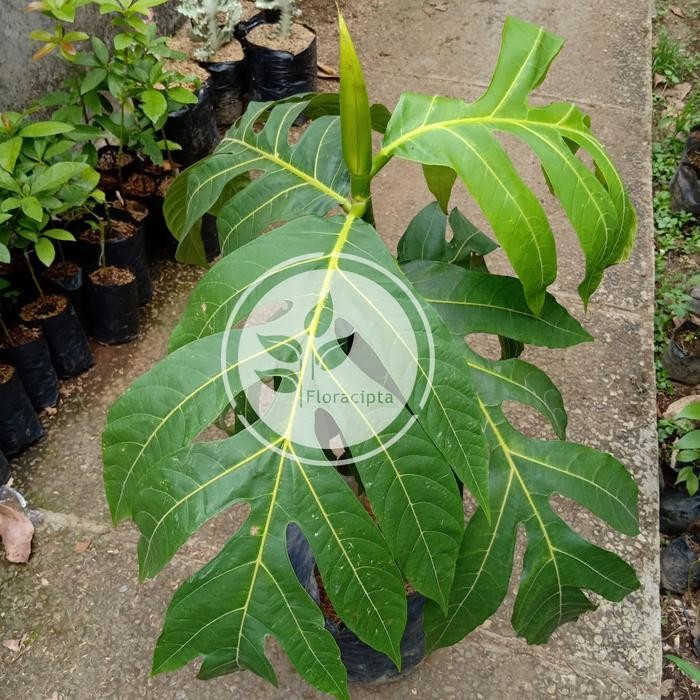 Bibit pohon buah sukun - Tanaman buah sukun - Besar