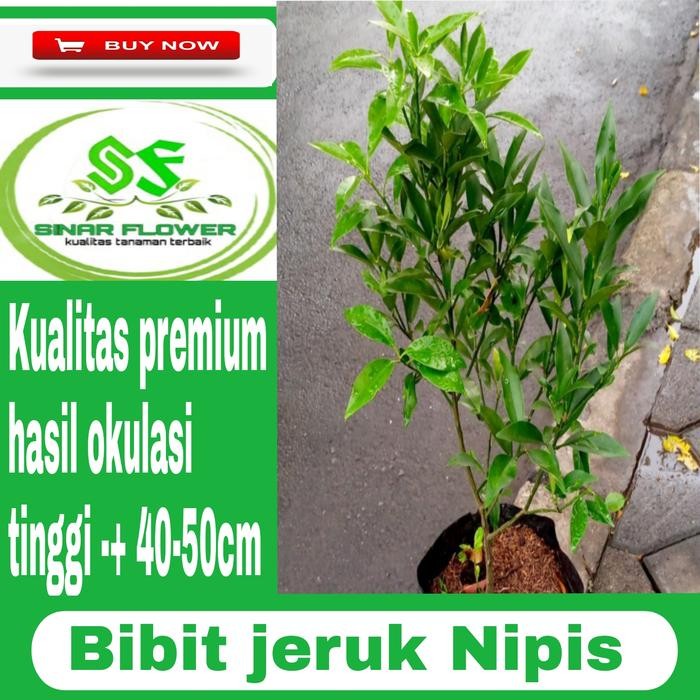 bibit pohon jeruk nipis/pohon jeruk/tanaman jeruk nipis rimbun