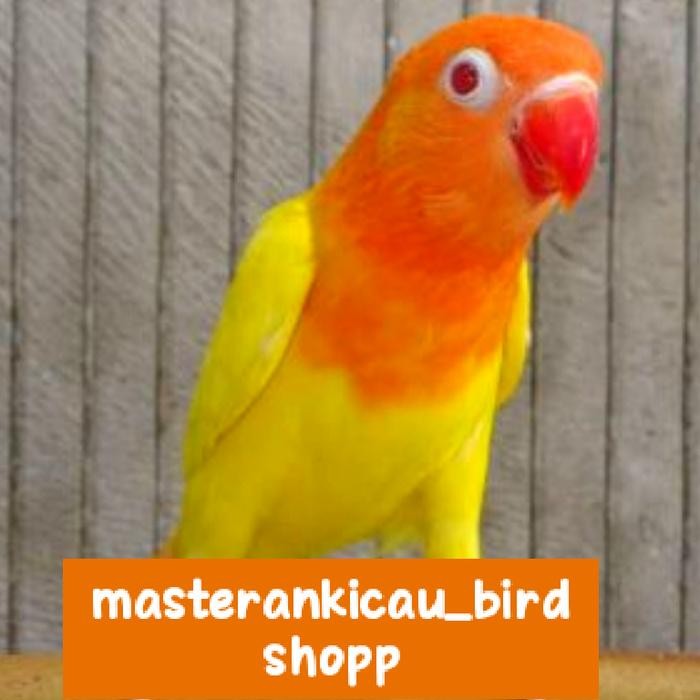burung Lovebird lutino mata merah MM mewah