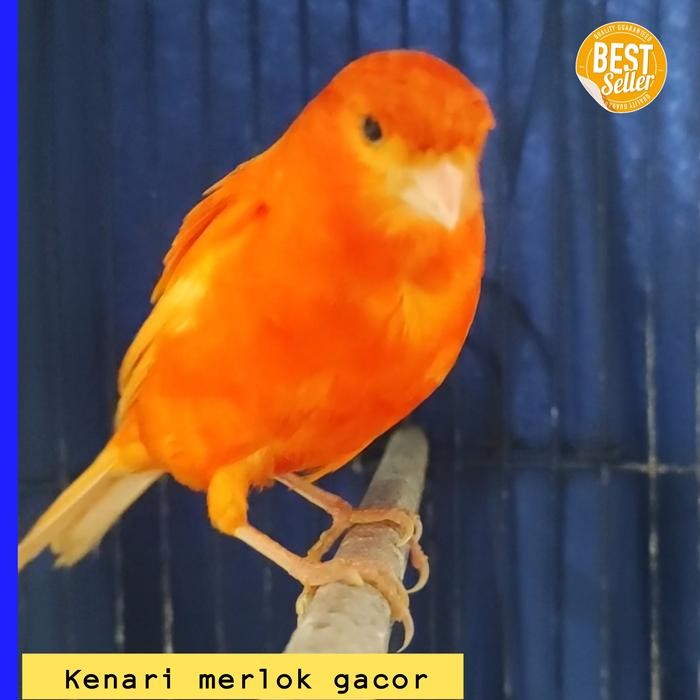 Burung kenari merah lokal jantan gacor