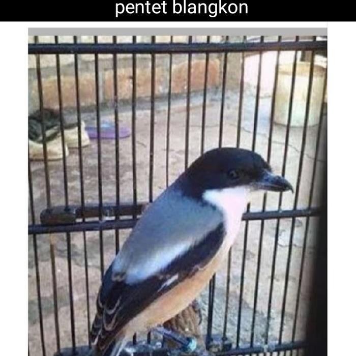 TERLARIS pentet pala hitam/pentet blangkon pilihan READY STOCK