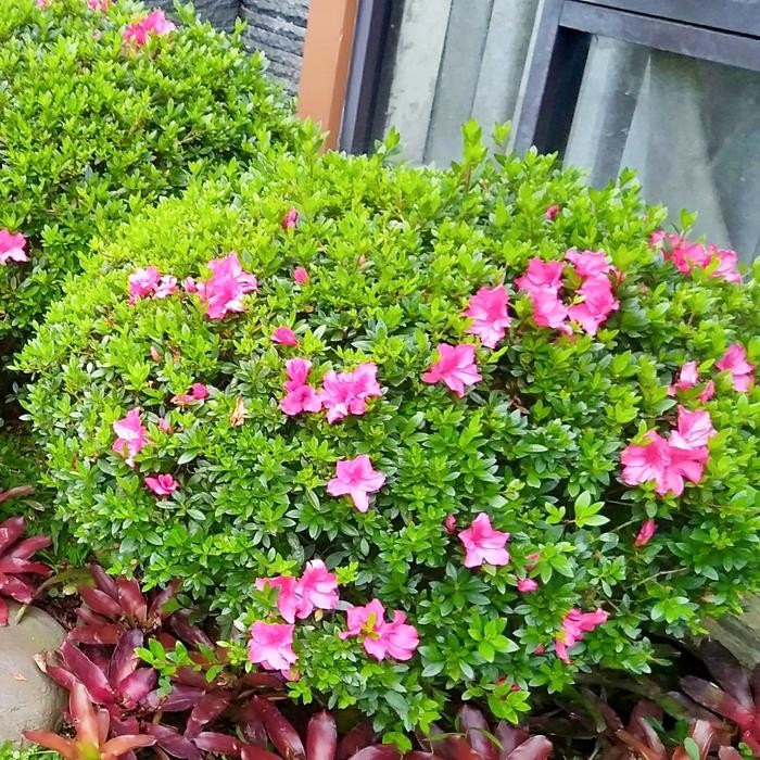 Tanaman Bonsai azalea bulat