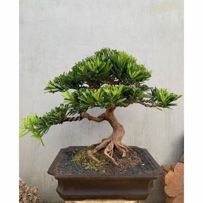 Pohon Lohansung Cincuan Tanaman Hias Bibit Bonsai Lohansung Taiwan