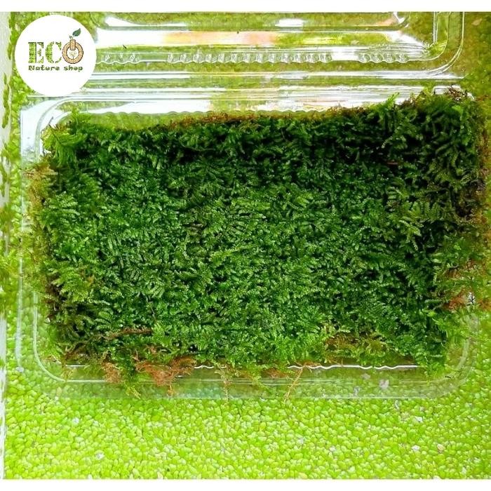 Moss Karpet Lempeng Aquascape Java Weeping Bonsai Tanaman Aquascaspe