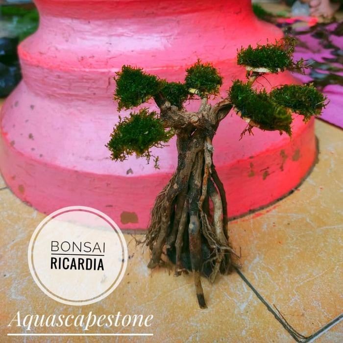 Bonsai Ricardia tanaman aquascape