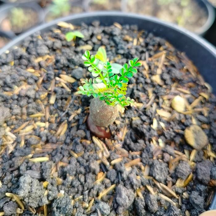 Bahan Bonsai OperculicaryaPachypus tanaman Uniq dari Madagaskar Afrika