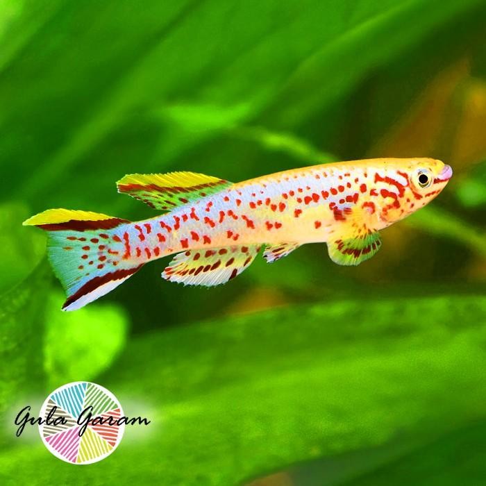 Paket Koloni (Isi 10) Killifish Gardneri Ikan Hias Aquascape Hiasan Aquarium Tanaman Air Tawar Best