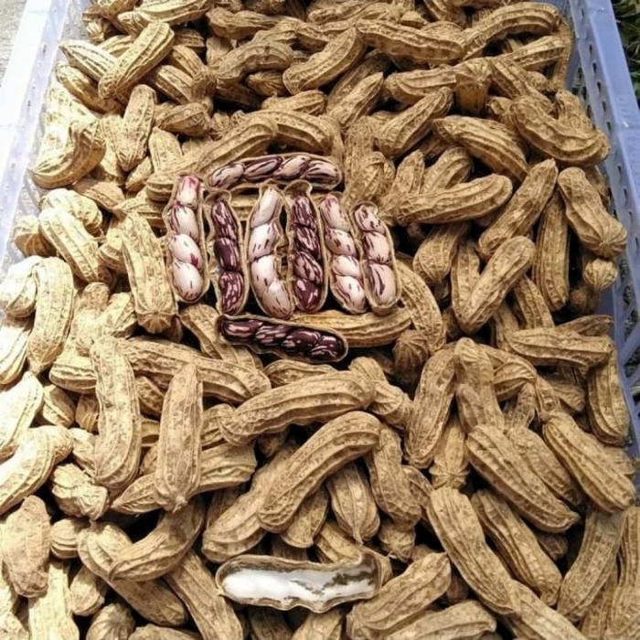 

Kacang tanah kulit segar besar 1kg