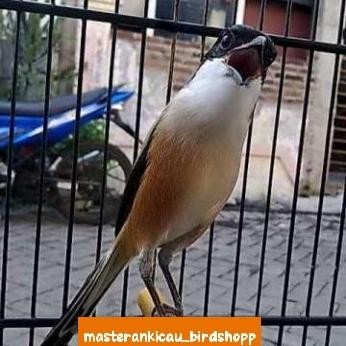 burung pentet Jatim gacor dorr Voer total